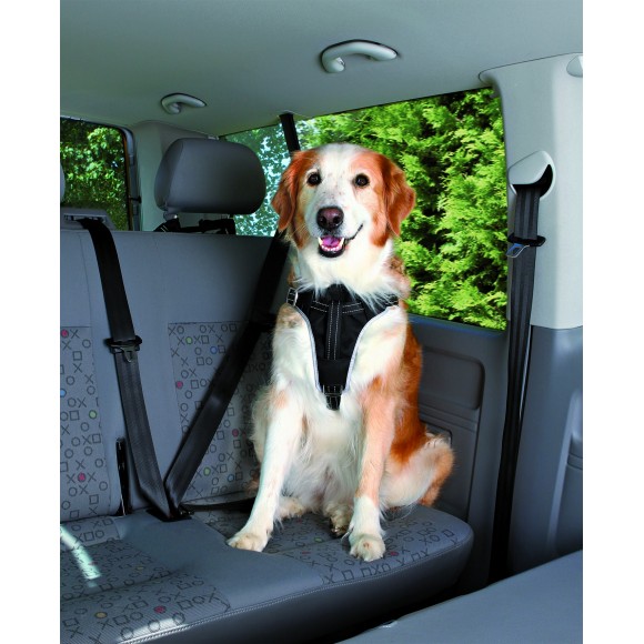 Un harnais pour sécuriser votre chien en voiture