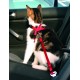 Harnais pour voiture pour chats
