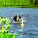 Dog Activity Mot-Aqua