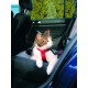 Harnais pour voiture pour chats