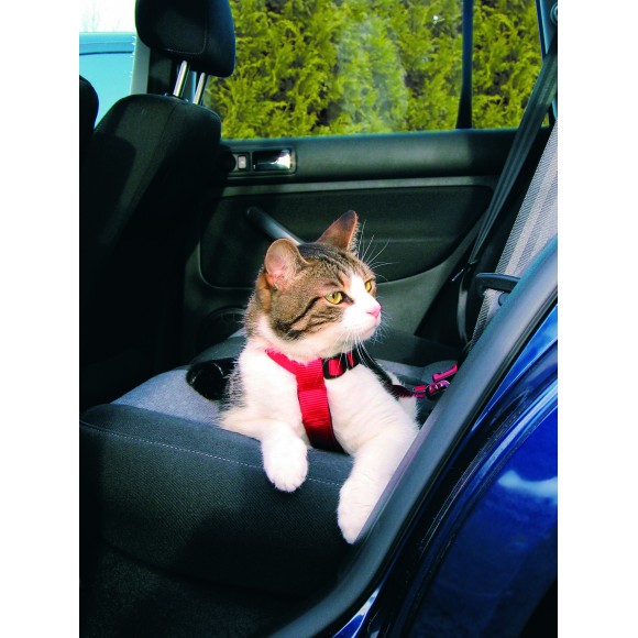 Harnais pour voiture pour chats