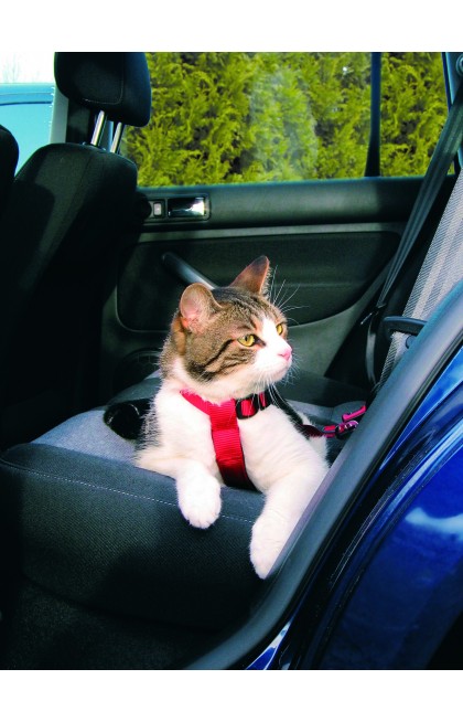 Harnais pour voiture pour chats