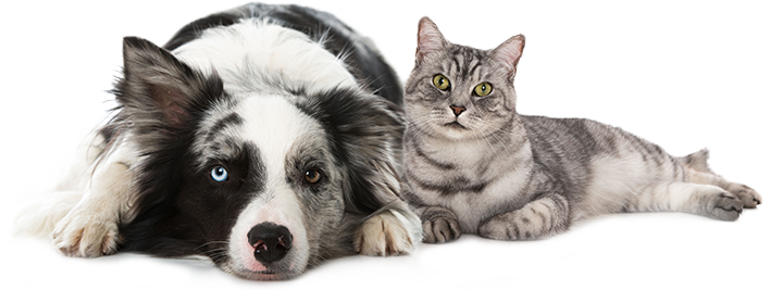 La boutique en vidéo