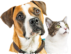 Canin Félin, l'expert nutrition